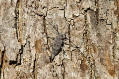 Acanthocinus aedilis