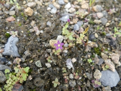 Centaurium pulchellum