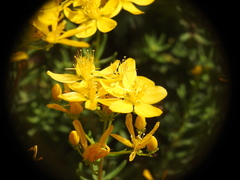 Hypericum empetrifolium
