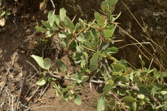 Berberis grevilleana