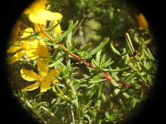 Hypericum empetrifolium