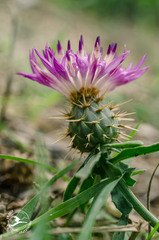 Centaurea seridis