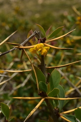 Berberis grevilleana