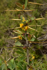 Berberis grevilleana