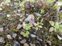 Centaurium pulchellum