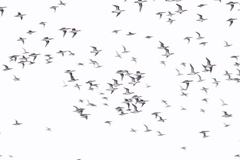 Sibirionetta formosa