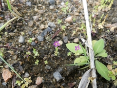 Centaurium pulchellum