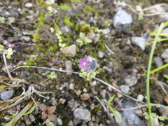Centaurium pulchellum
