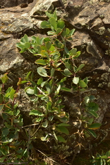 Berberis grevilleana
