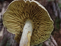 Gymnopilus punctifolius