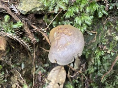 Gymnopilus punctifolius