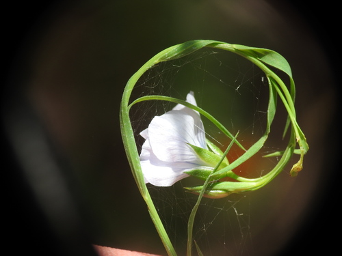 Linum bienne iNat (3)