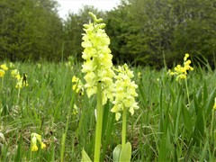 Orchis pallens
