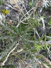 Senecio pillansii