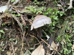 Gymnopilus punctifolius
