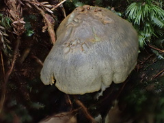 Gymnopilus punctifolius
