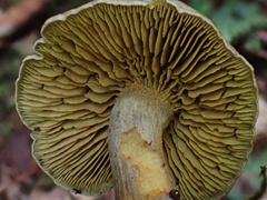 Gymnopilus punctifolius