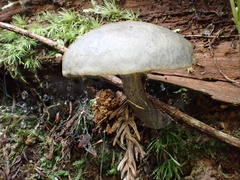 Gymnopilus punctifolius