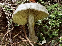 Gymnopilus punctifolius