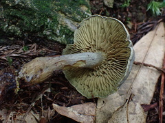 Gymnopilus punctifolius