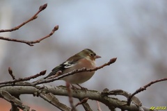 Fringilla coelebs