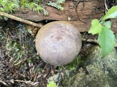 Gymnopilus punctifolius