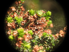 Erica manipuliflora