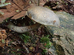 Gymnopilus punctifolius
