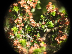 Erica manipuliflora