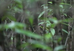 Schiffornis olivacea