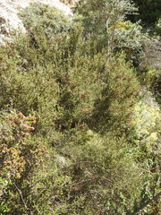 Erica manipuliflora