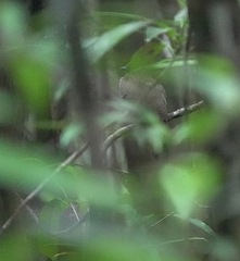 Schiffornis olivacea