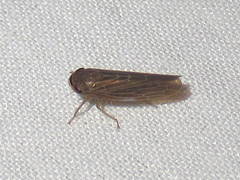 Chlorotettix necopinus