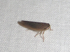 Chlorotettix necopinus