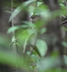 Schiffornis olivacea