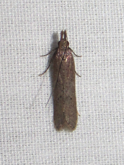 Dichomeris ligulella