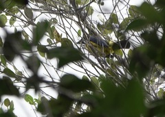 Cyanicterus cyanicterus