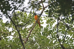 Pericrocotus flammeus