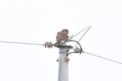 Falco tinnunculus
