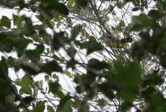 Cyanicterus cyanicterus