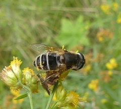 Eristalis nemorum