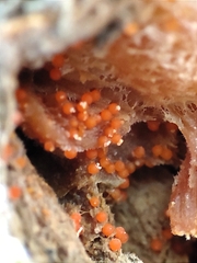 Hydropisphaera