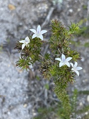Wahlenbergia calcarea