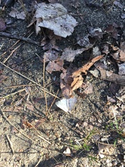 Chytolita morbidalis