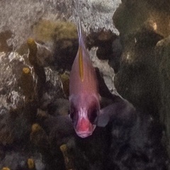 Holocentrus adscensionis