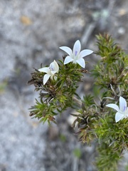 Wahlenbergia calcarea
