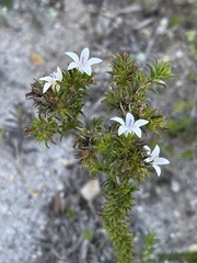Wahlenbergia calcarea