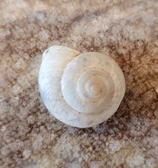 Polygyrinae
