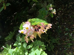 Pyrrhura frontalis