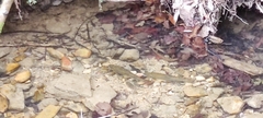 Salmo trutta